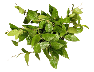 6" Hoya Latifolia "Dinner Plate"